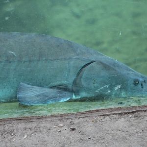 Beluga Sturgeon