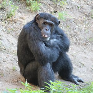 Western Chimpanzee