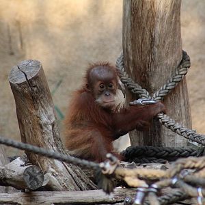 Sumatran Orangutan Baby