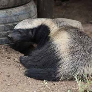 Honey Badger