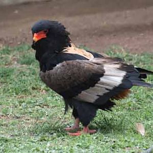 Beautiful Bateleur