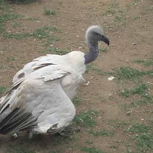 Moholoholo Vulture 2