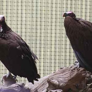 Lappet Faced Vultures