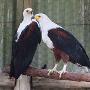 African Fish Eagles