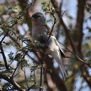 African chaffinch - (Issen, Morocco)