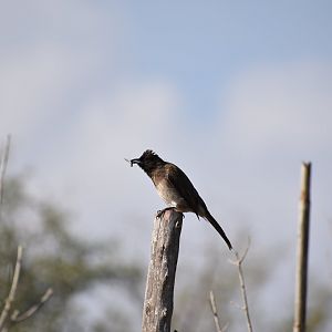 Common bulbul - (Issen, Morocco)