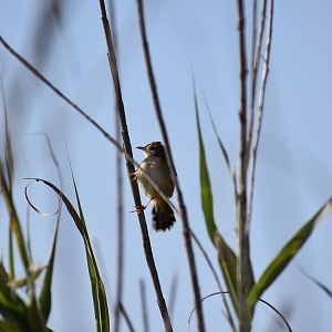 Zitting cisticola - (Issen, Morocco)