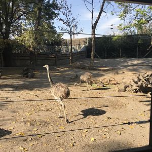 South American paddock 171018