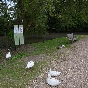 Parkland View with Geese at Clères, 16/06/18