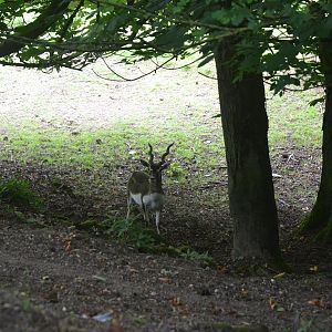 Blackbuck at Clères, 16/06/18