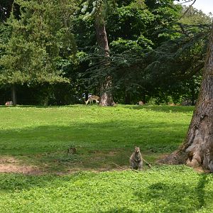 Red-necked Wallaby and Blackbuck at Clères, 16/06/18