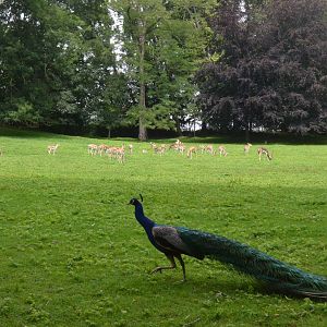 Blue Peafowl and Blackbuck at Clères, 16/06/18