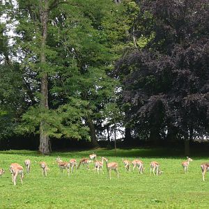 Blackbuck at Clères, 16/06/18