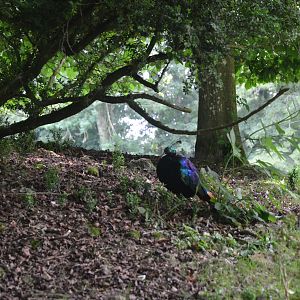 Himalayan Monal at Clères, 16/06/18