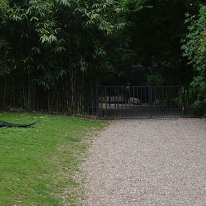 Pathway with Peafowl and Monal at Clères, 16/06/18
