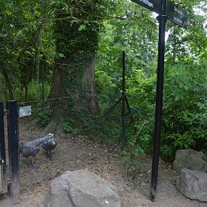Cape Barren Geese and Directional Signage at Clères, 16/06/18
