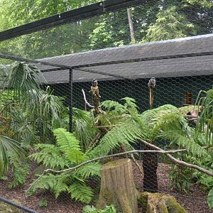 Emperor Tamarin Enclosure at Clères, 16/06/18