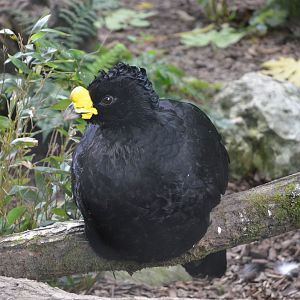 Great Curassow at Clères, 16/06/18