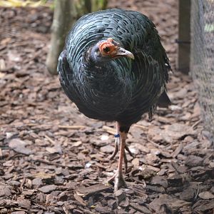 Ocellated Turkey at Clères, 16/06/18