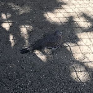 Spotted dove 171018