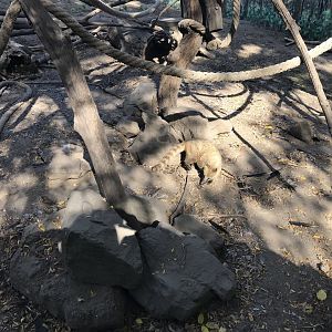 South American coati 171018