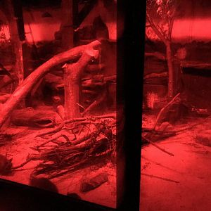 Australia House - Nocturnal exhibit 171018