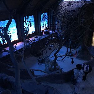 Australia Nightlife walkthrough 171018