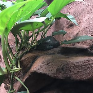 Australian green tree frog 171018