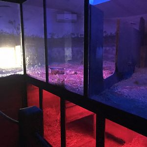 Wombat indoors 171018