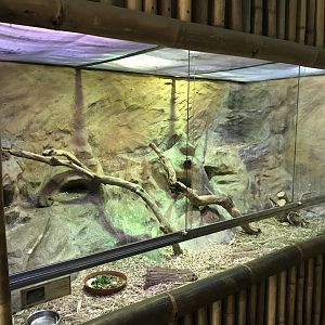 East Bolivian Highland Yellow-toothed cavy enclosure 171018