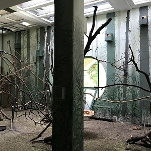 South East Asia House - Freeflight aviary 171018