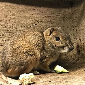 Rock cavy 171018