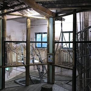 South East Asia House - Javan langur indoors 171018