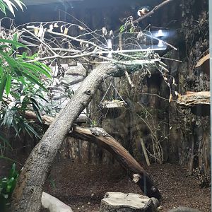 Prevost's squirrel exhibit