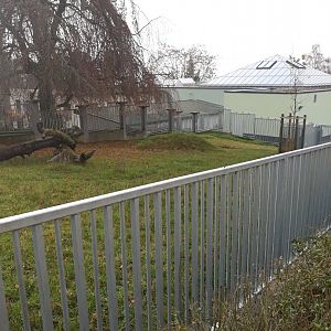 Tapir and anteater outdoors