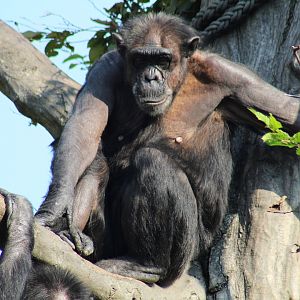 Eastern Chimpanzee