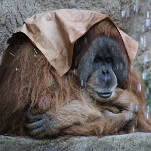 Sumatran Orangutan