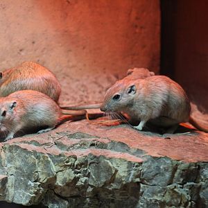 Fat Sand Rats