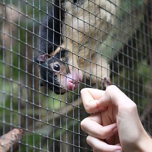 Grizzled Giant Squirrel