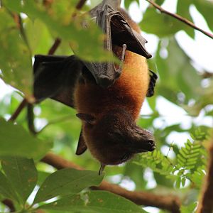 Vietnamese Small Flying Fox
