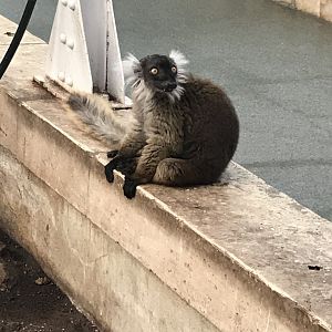 Madagascar House - Black lemur 171018