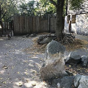 Reeves' muntjac enclosure 171018