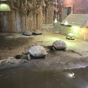 Aldabra giant tortoises 171018