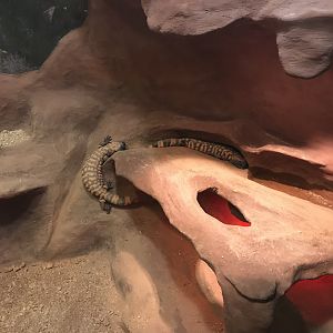 Venomous Creatures house - Gila monsters 171018