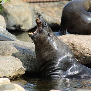 Cape Fur Seals