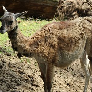 Guanaco