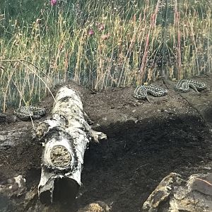 Venomous Creatures house - Hungarian meadow vipers 171018