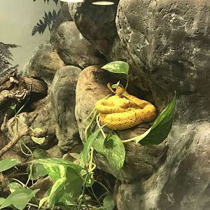 Venomous Creatures house - Eyelash viper 171018