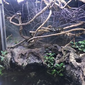 Venomous Creatures house - Mangrove snake 171018