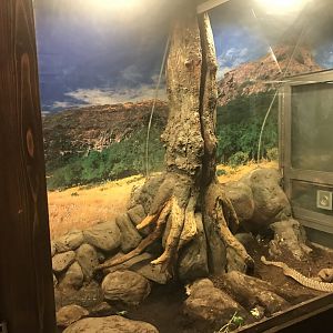 Venomous Creatures house - Uracoa rattlesnake 171018